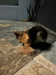 疥癬がひどい恩納村の猫